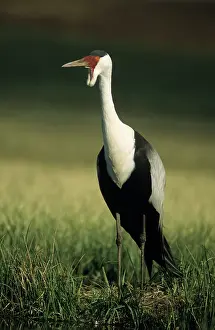 Carunculatus: Wattled Crane