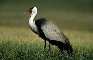 Carunculatus: Wattled Crane