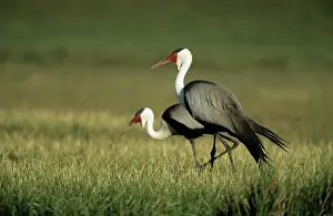 Carunculatus: Wattled Crane