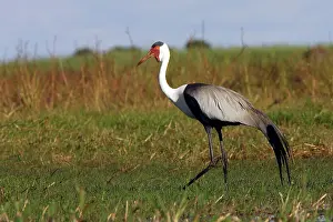 Carunculatus: Wattled Crane
