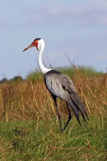 Carunculatus: Wattled Crane