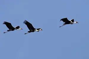 Carunculatus: Wattled Crane