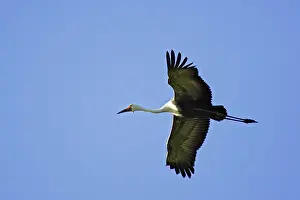 Carunculatus: Wattled Crane