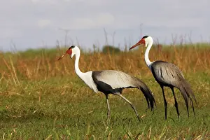 Carunculatus: Wattled Crane