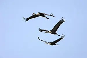 Carunculatus: Wattled Crane