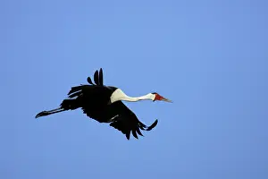 Carunculatus: Wattled Crane