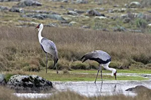 Carunculatus: Wattled Crane - two