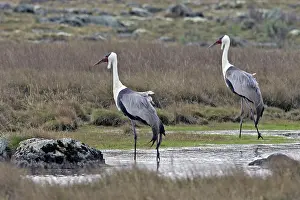 Carunculatus: Wattled Crane - two