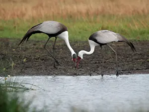 Wattled: Wattled Crane
