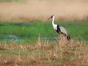 Wattled: Wattled Crane