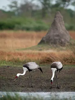 Wattled: Wattled Crane