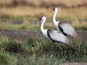 Wattled: Wattled Crane