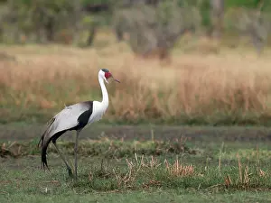 Wattled: Wattled Crane