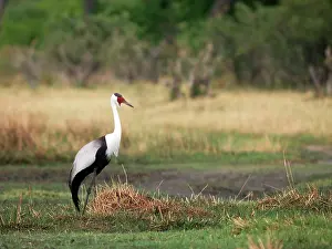 Wattled: Wattled Crane