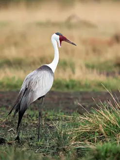 Wattled: Wattled Crane