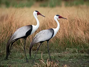 Wattled: Wattled Crane
