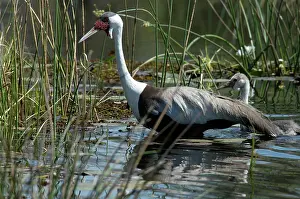 Carunculatus: Wattled Crane with Chick - walking in water