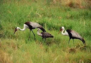 Carunculatus: Wattled Crane - pair with chick