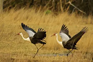 Carunculatus: Wattled Crane - Pair, about to take off