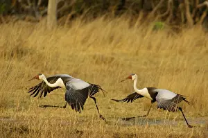Carunculatus: Wattled Crane - Pair, about to take off