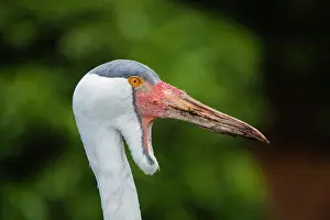 Wattled: Wattled Crane, portrait of male, captive, Lower