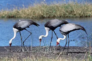 Cranes: WATTLED CRANE - x three feed near water