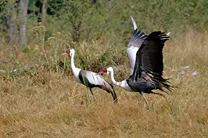 Carunculatus: Wattled CRANE - X2, side view, in grass
