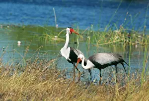 Carunculatus: Wattled CRANES - X2 foraging at water edge