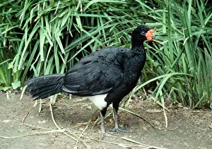 Crax: Wattled Curassow - male