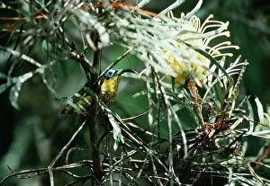 Sunbirds: Wattled False / Asity SUNBIRD - male