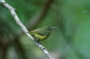 Alan Greensmith: Wattled False SUNBIRD / Sunbird-Asity - female