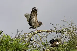 Carunculata: Wattled Ibis