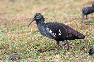 Carunculata: Wattled Ibis