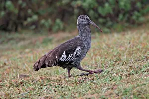 Carunculata: Wattled Ibis