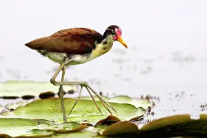 Jacanas: Wattled Jacana