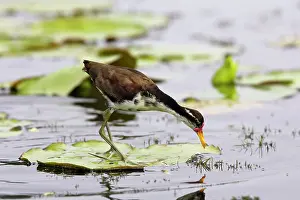 Jacanas: Wattled Jacana