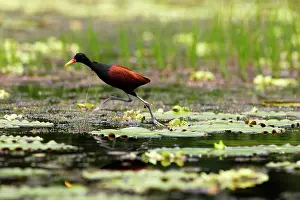 Jacanas: Wattled Jacana