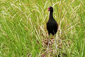 Jacanas: Wattled Jacana