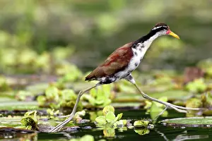 Jacanas: Wattled Jacana