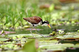 Jacanas: Wattled Jacana