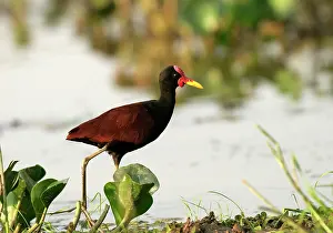 Jacana: Wattled Jacana