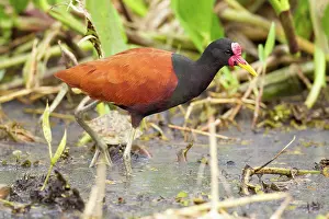 Wattled: Wattled Jacana