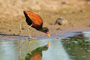 Wattled: Wattled Jacana
