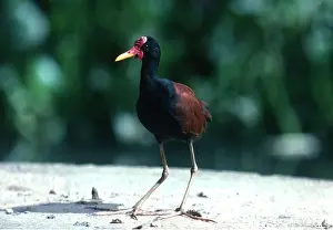 Wattled: Wattled JACANA
