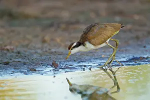 Wattled: Wattled Jacana