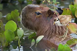 Wattled: Wattled Jacana and Capybara (Hydrochoerus hydrochaeris)