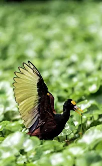 Wattled: Wattled Jacana on grass
