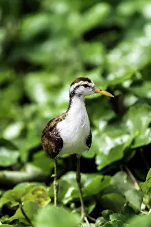 Renato Granieri: Wattled Jacana on grass
