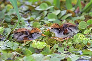 Wattled: Wattled Jacana newborn chicks in Water Hyacinth