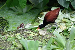 Jacana: Wattled Jacana - parent bird with chick, searching for food